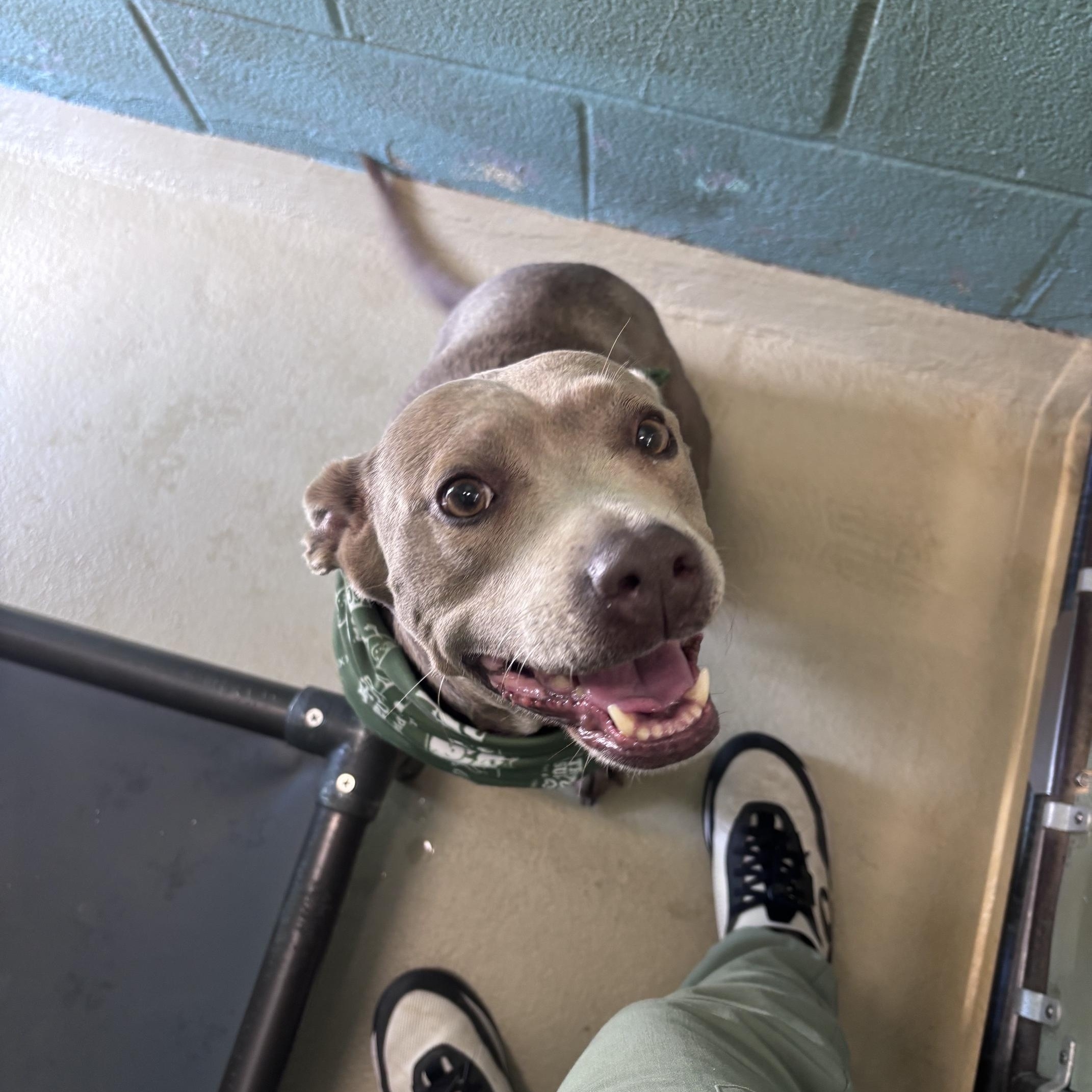 Enlarge Clementine, a ADOPTABLE mixed breed in Marion, NC image 4/5