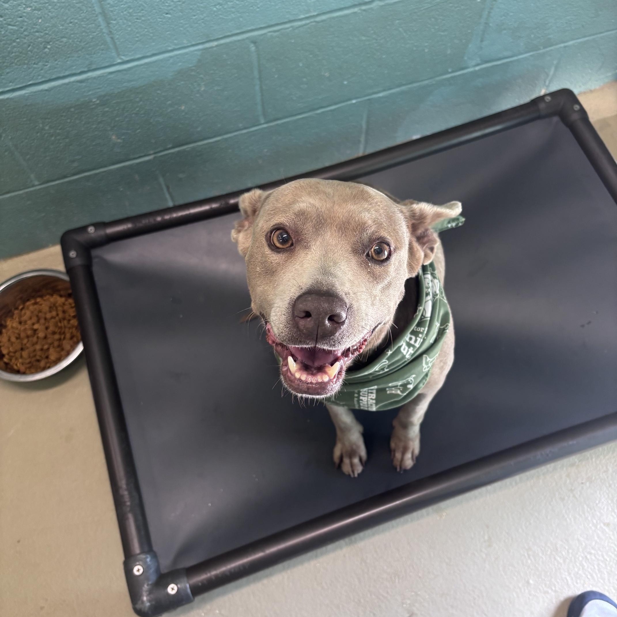 Enlarge Clementine, a ADOPTABLE mixed breed in Marion, NC image 2/5