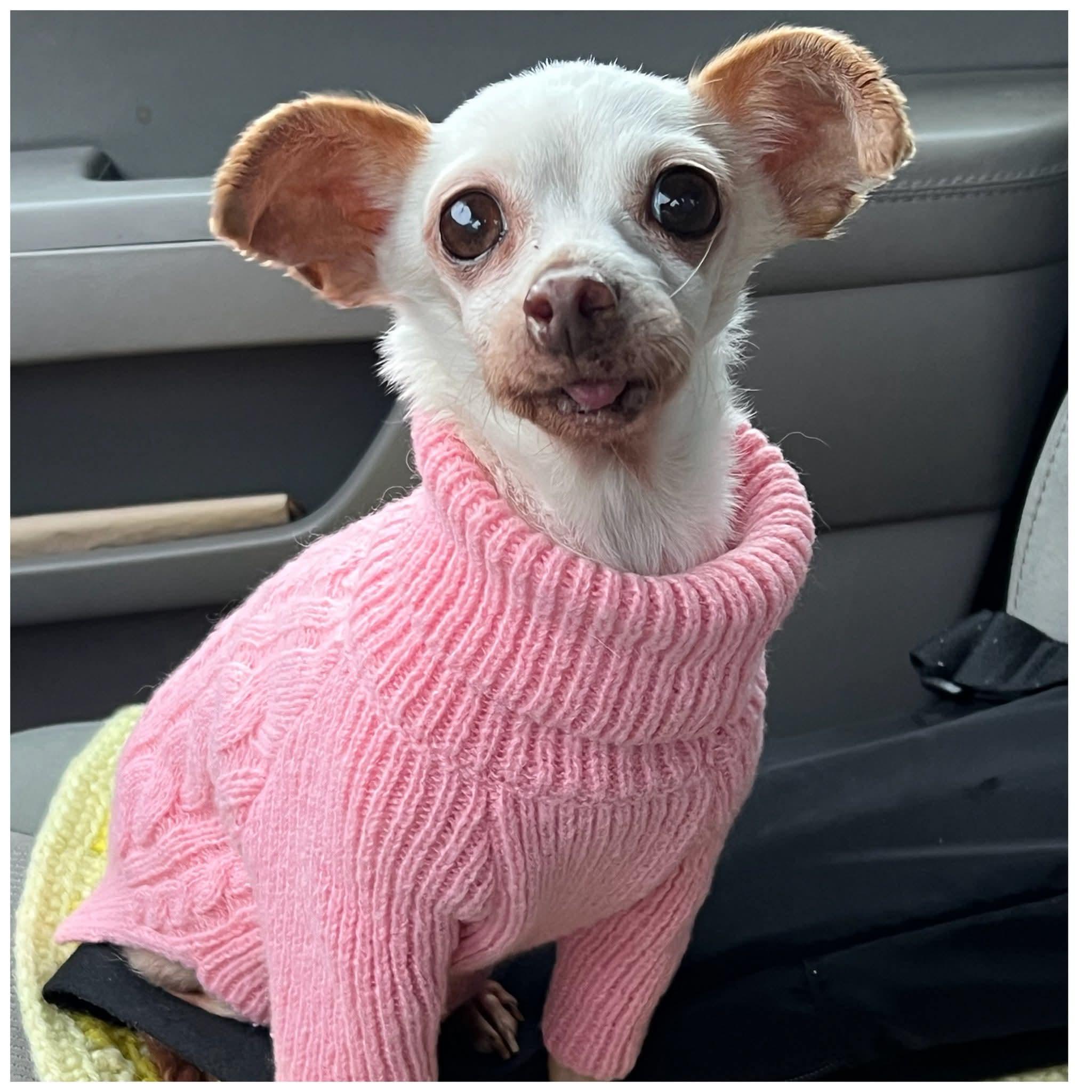 Enlarge Sugarplum , a ADOPTABLE Chihuahua in Clovis, CA image 2/2