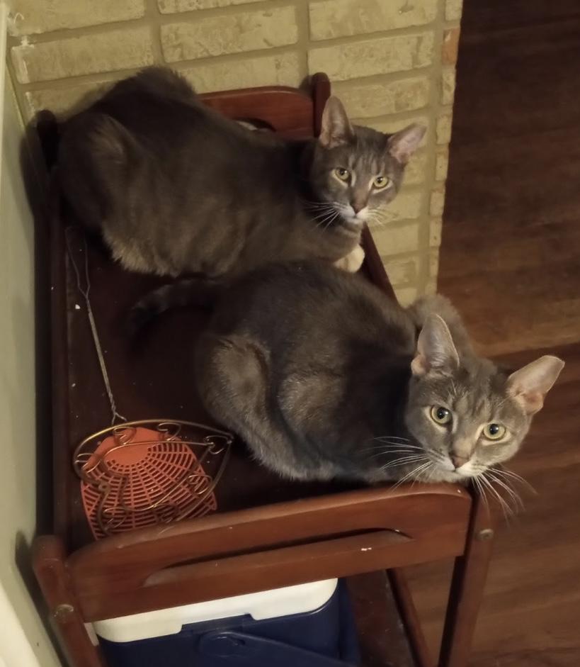 Enlarge Tom & Amora, a Adoptable Domestic Short Hair in Seven Valleys, PA image 1/1