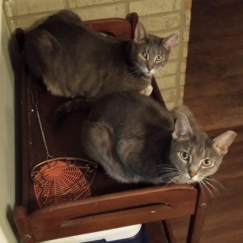 Enlarge Tom & Amora, a Adoptable Domestic Short Hair in Seven Valleys, PA image 1/1