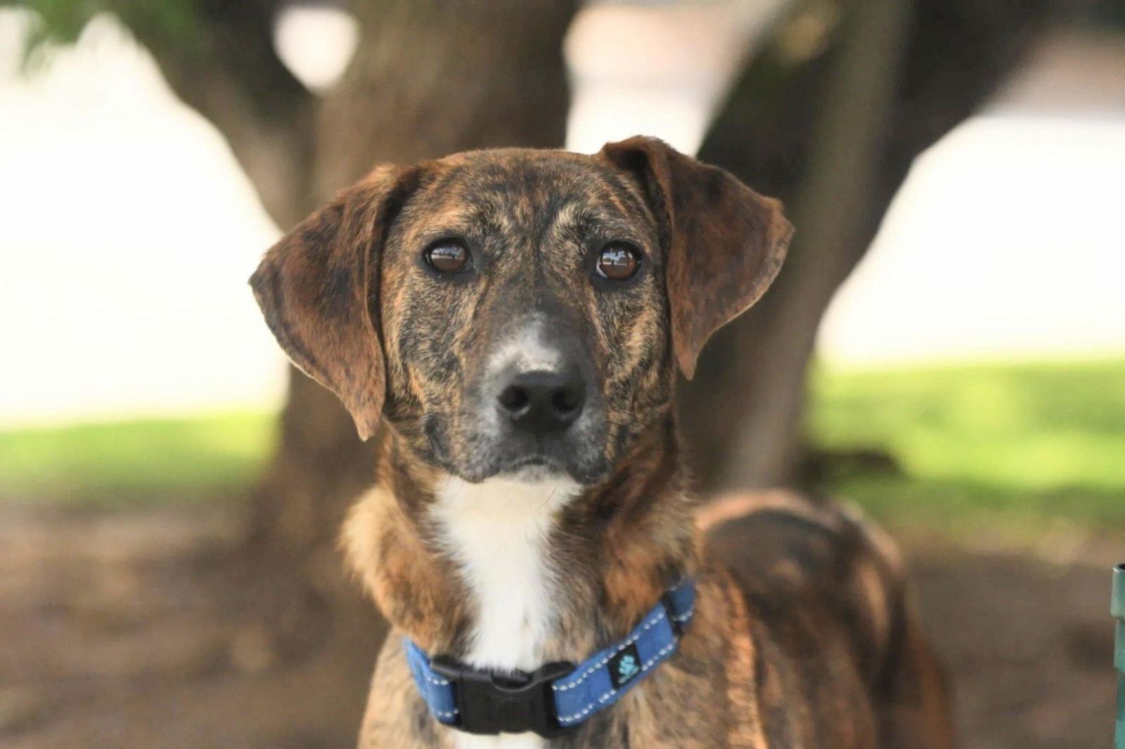 Enlarge Tuesday, a Adopted mixed breed in Decatur, GA image 1/3