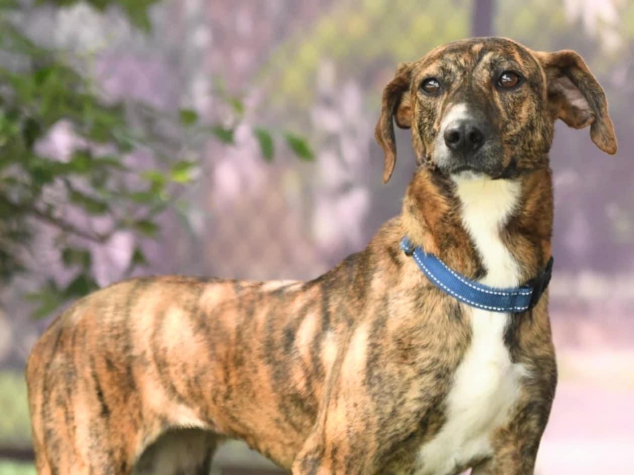 Enlarge Tuesday, a Adopted mixed breed in Decatur, GA image 3/3