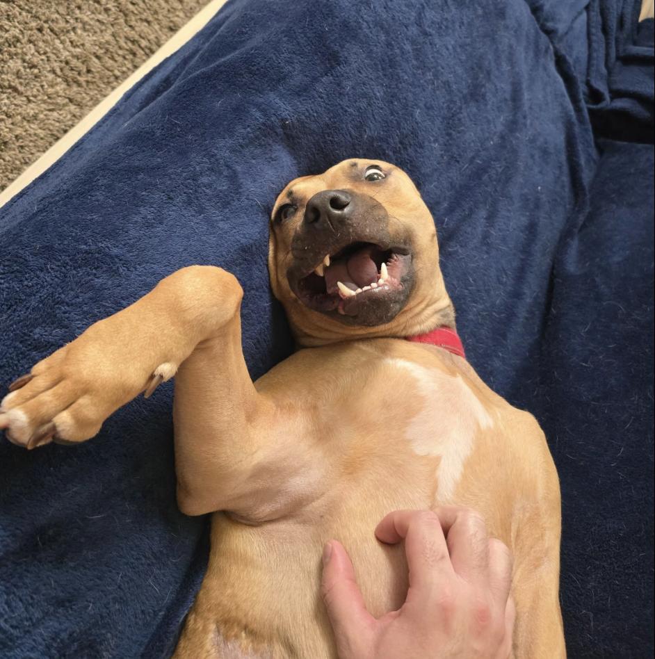 Teddy — thumbnail 5