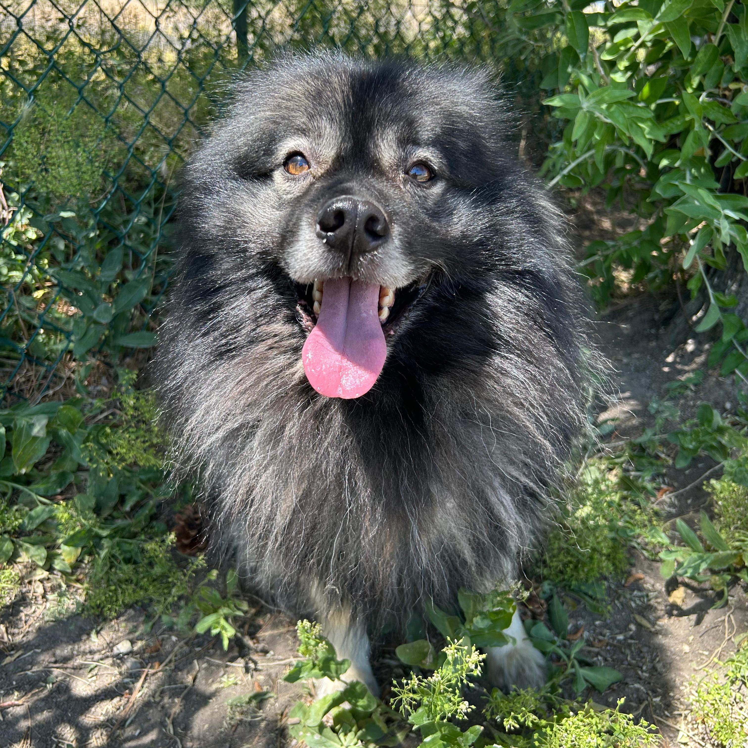 Enlarge Bjorn, an adopted mixed breed in Lindon, UT image 2/6
