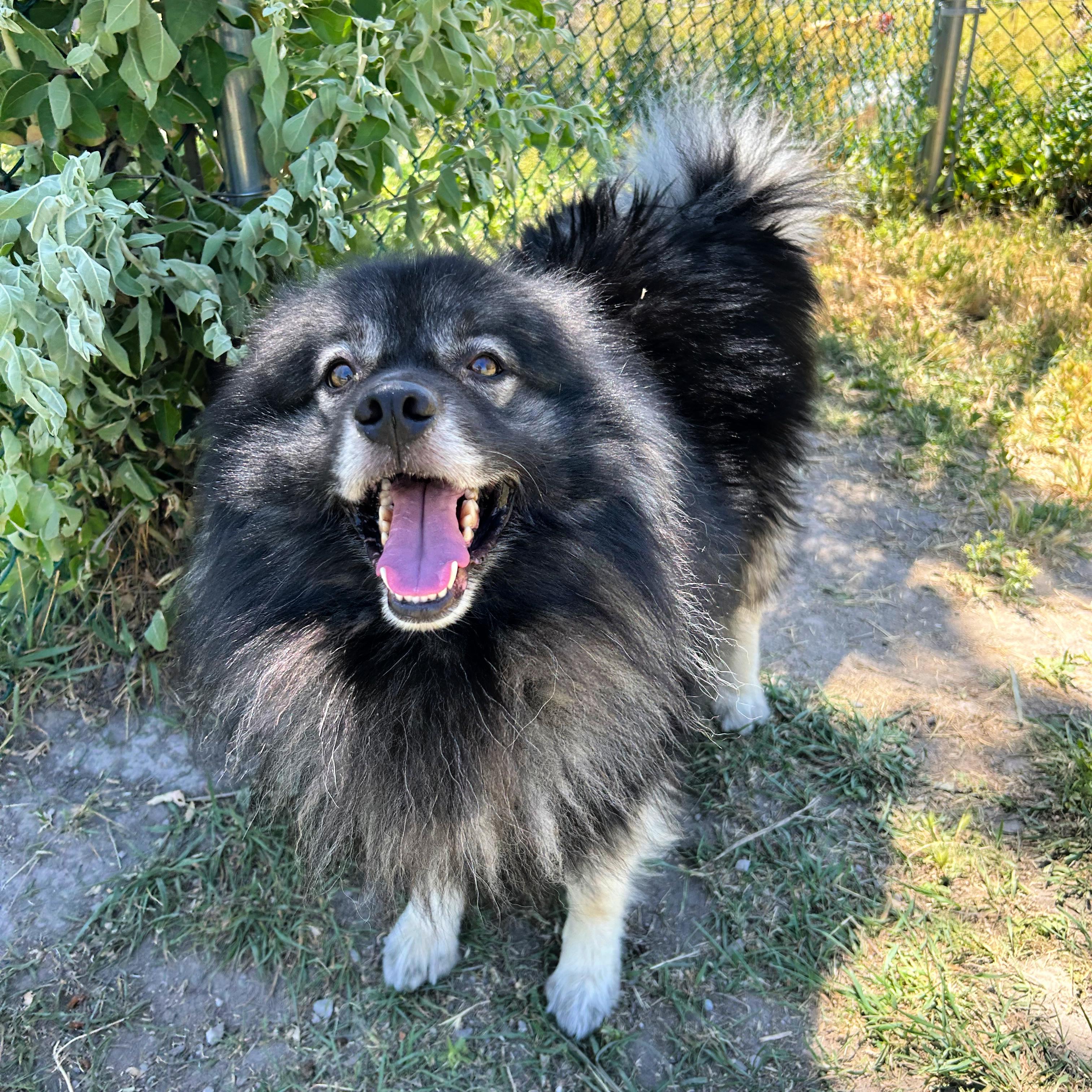 Enlarge Bjorn, an adopted mixed breed in Lindon, UT image 6/6