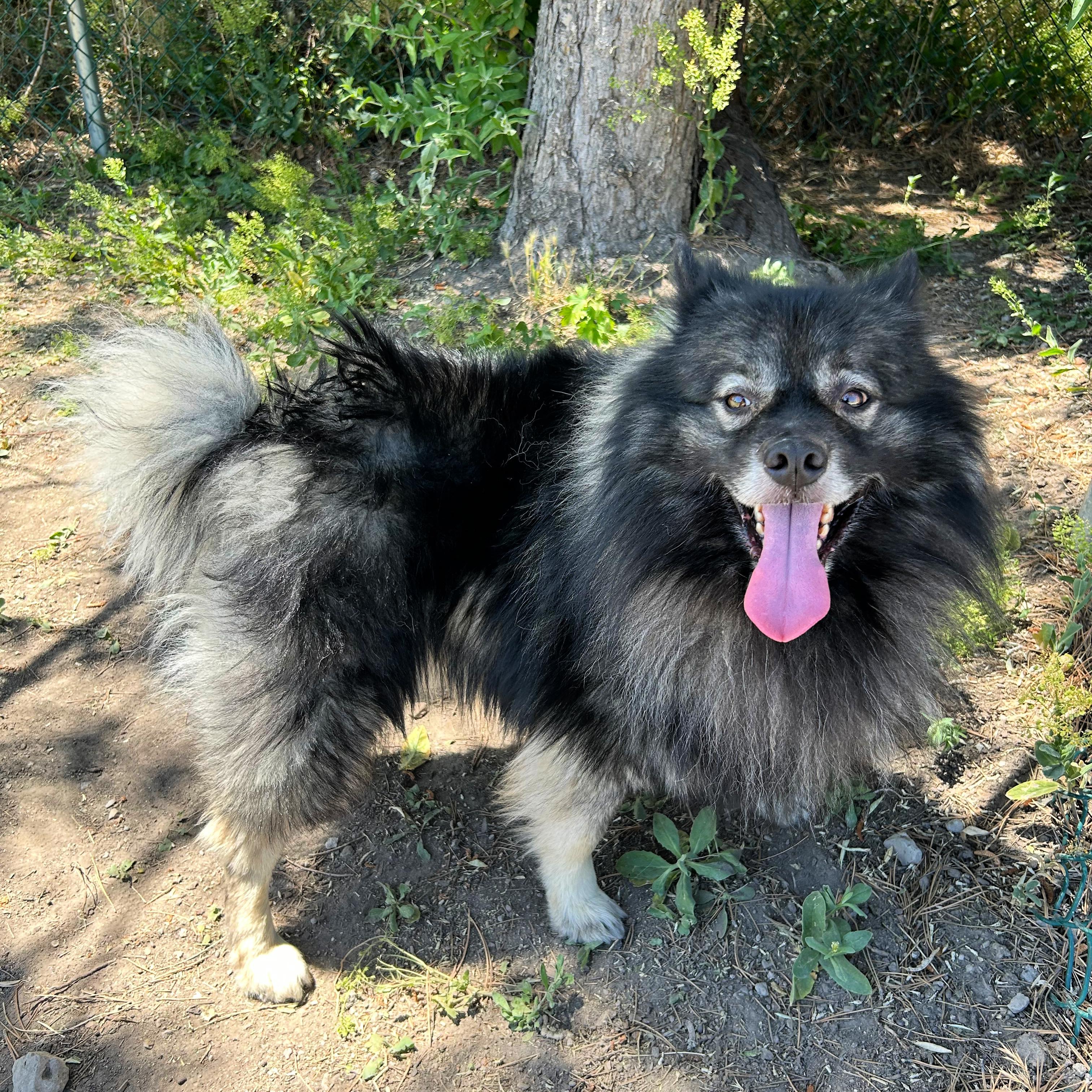 Bjorn, adopted, Adult Male Keeshond.