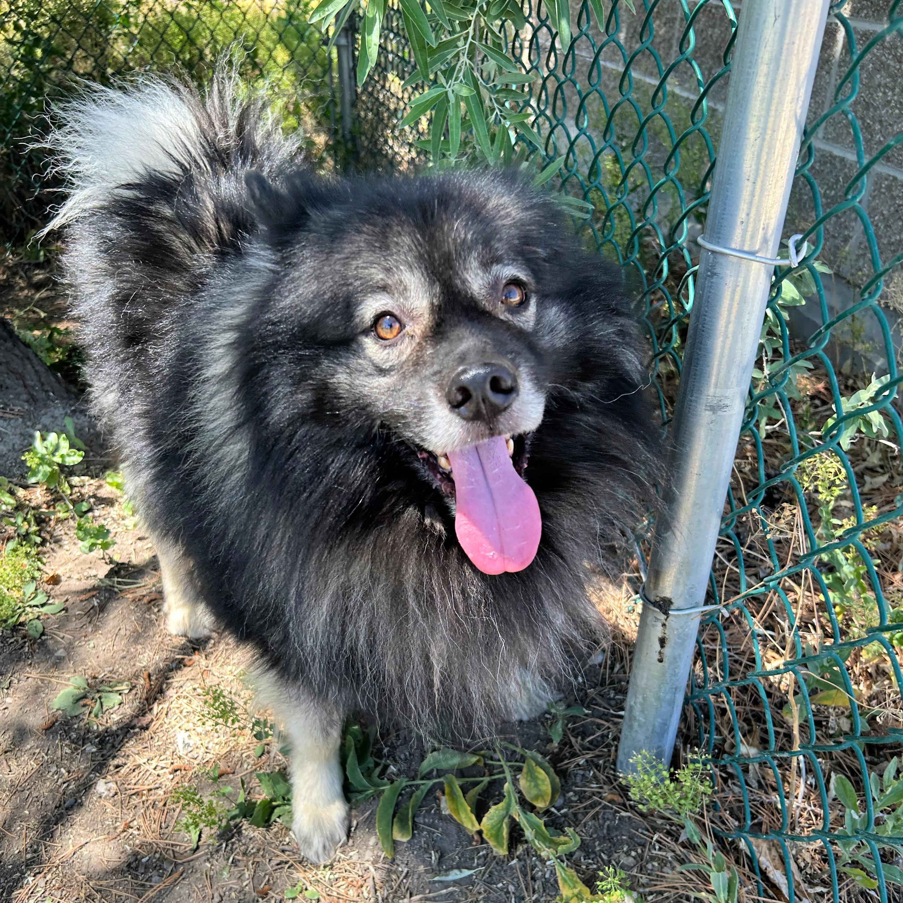 Enlarge Bjorn, an adopted mixed breed in Lindon, UT image 5/6