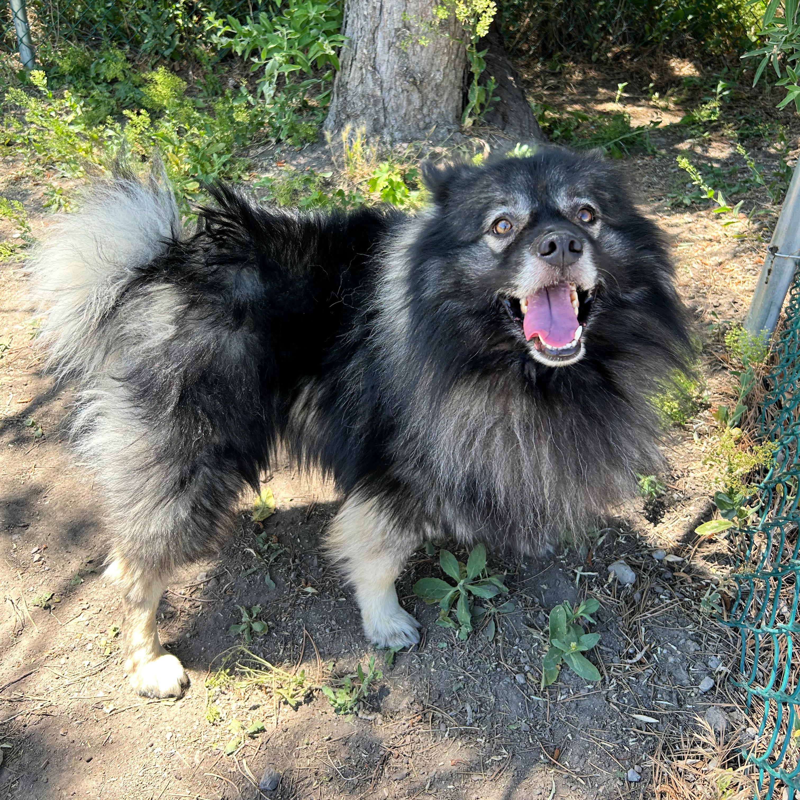 Enlarge Bjorn, an adopted mixed breed in Lindon, UT image 3/6