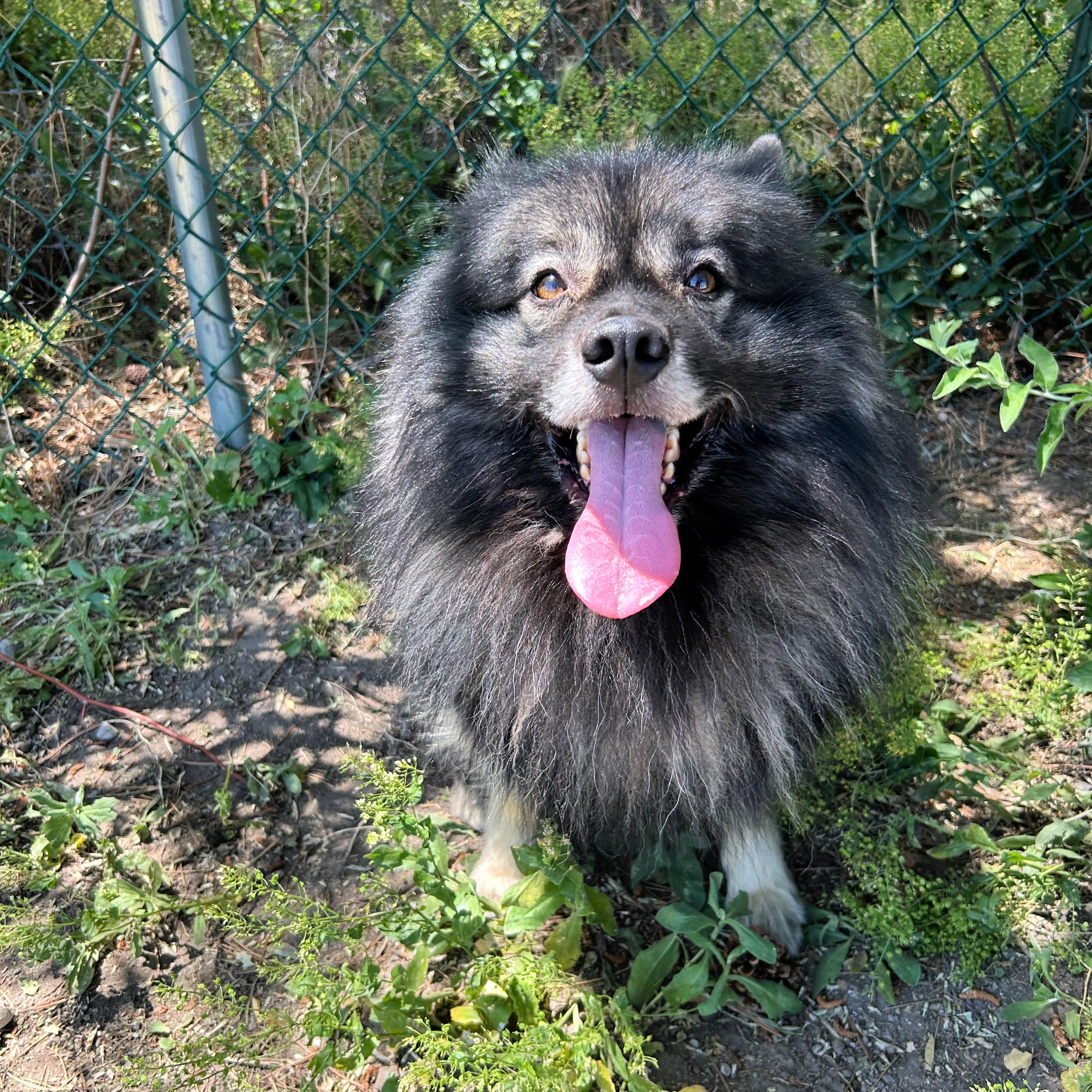 Enlarge Bjorn, an adopted mixed breed in Lindon, UT image 4/6