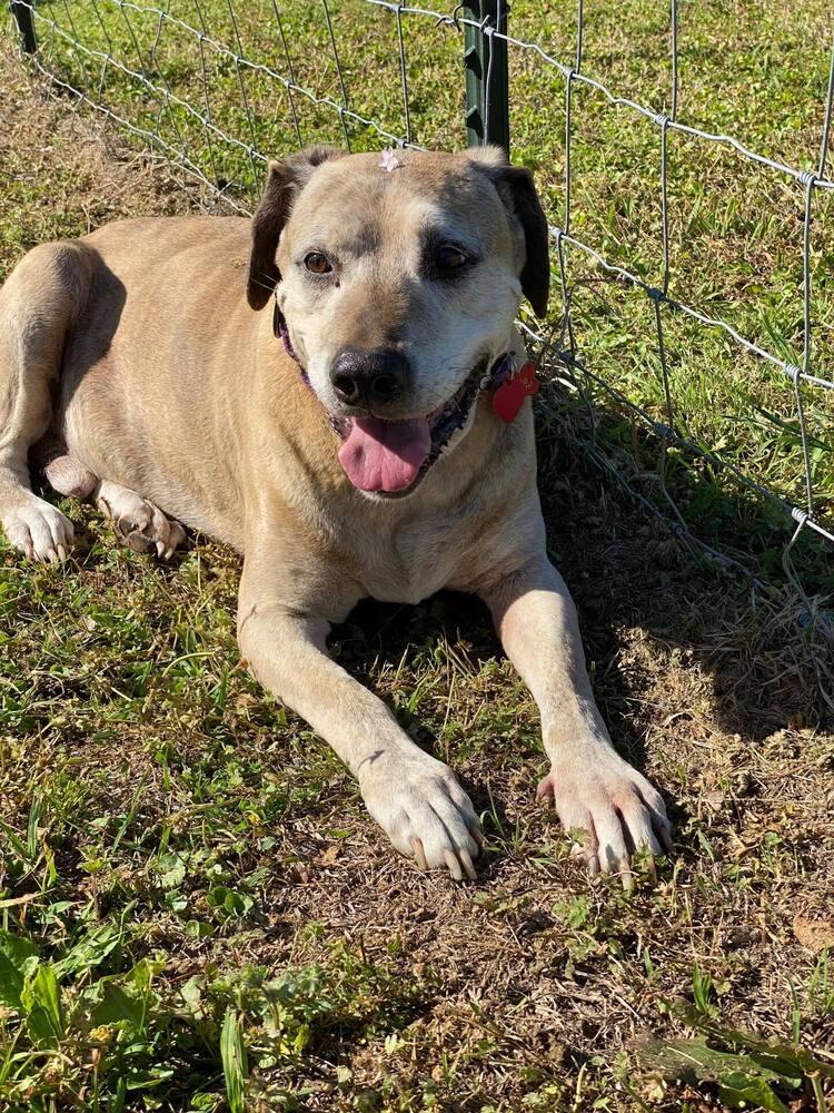 Enlarge Audie, a Adoptable mixed breed in Lone Oak, TX image 2/4