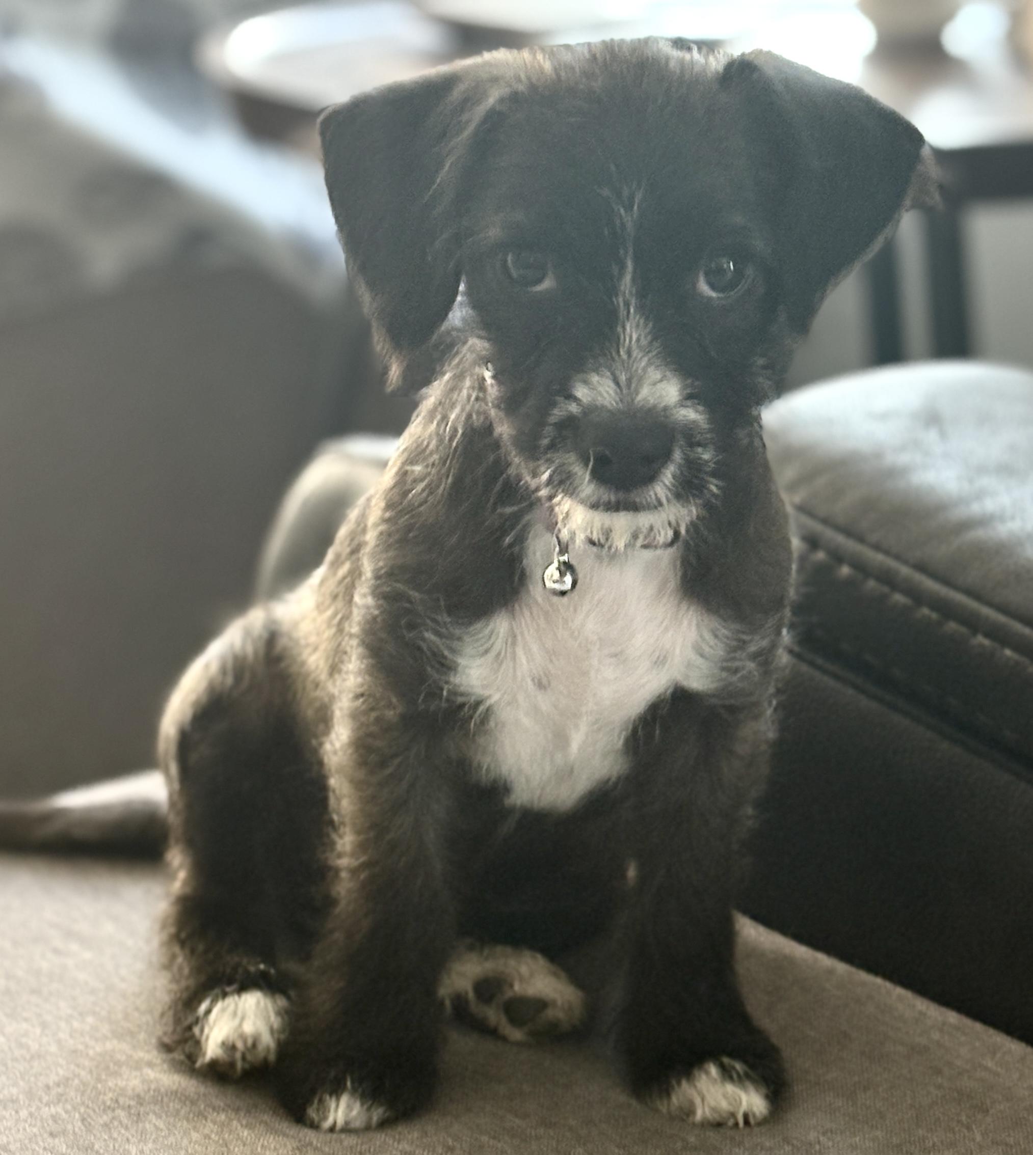 Cookie 2