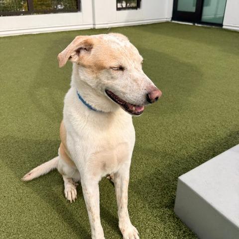 Enlarge Lenny, a Adoptable mixed breed in Clearwater, FL image 1/6