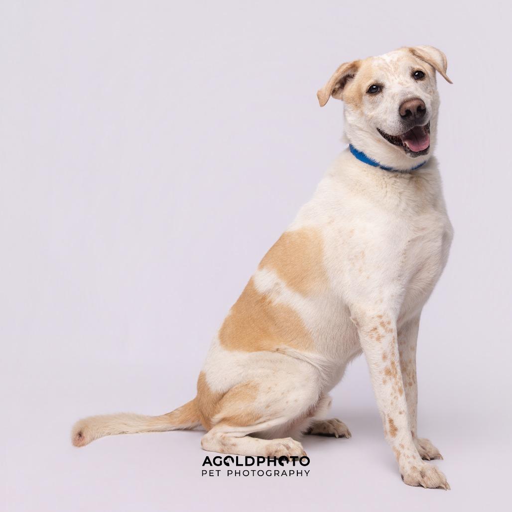 Enlarge Lenny, a Adoptable mixed breed in Clearwater, FL image 2/6