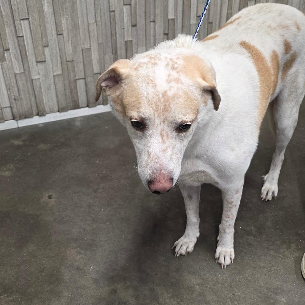 Enlarge Lenny, a Adoptable mixed breed in Clearwater, FL image 3/6