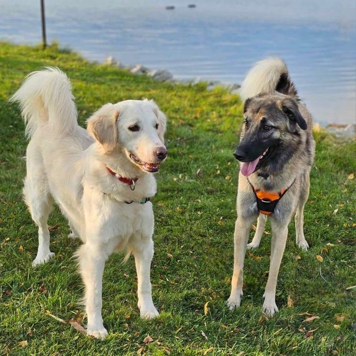 Lily, a Adoptable mixed breed in Chatsworth, ON image 2/6