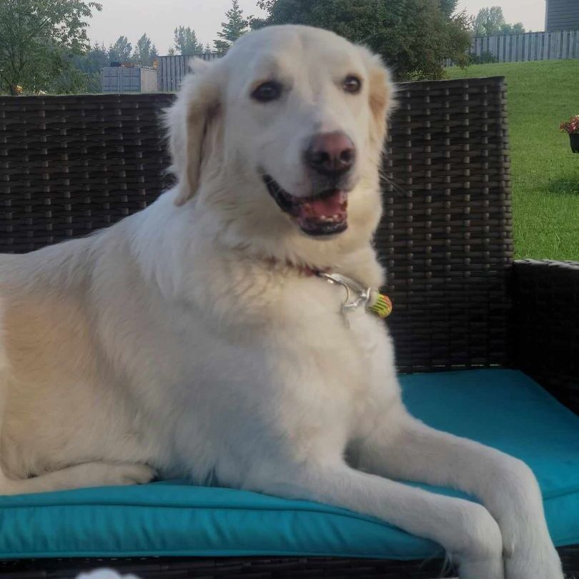 Lily, a Adoptable mixed breed in Chatsworth, ON image 3/6