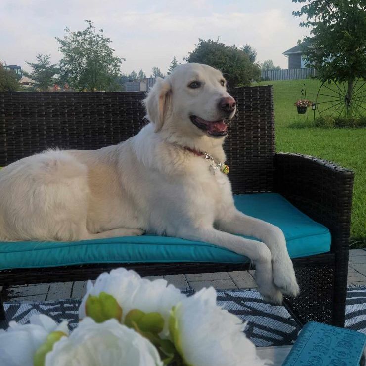 Lily, a Adoptable mixed breed in Chatsworth, ON image 4/6