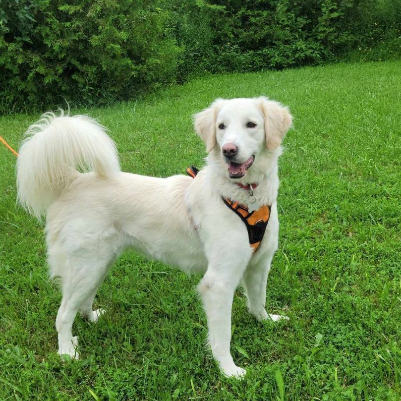 Lily, a Adoptable mixed breed in Chatsworth, ON image 5/6