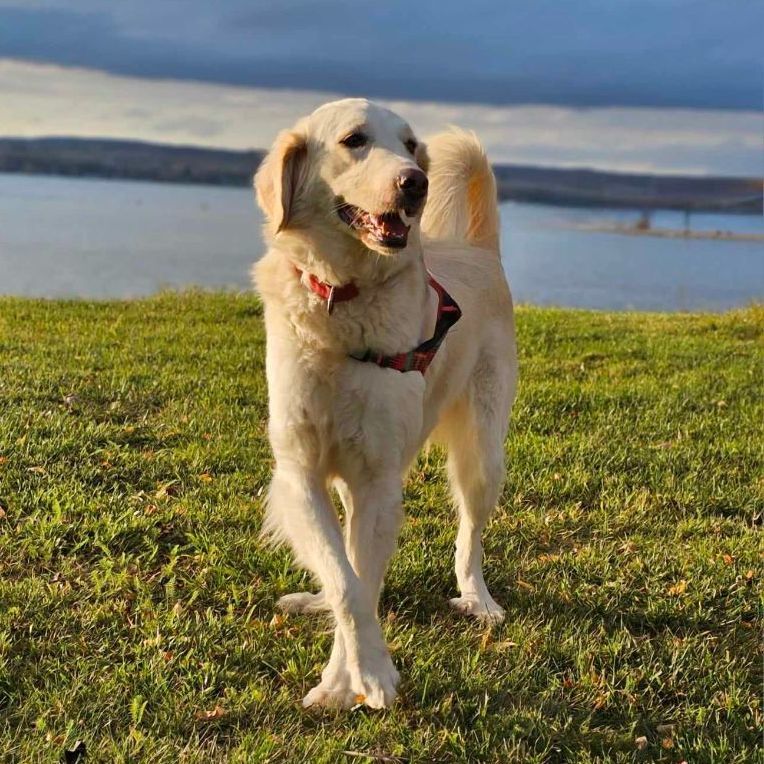 Lily, a Adoptable mixed breed in Chatsworth, ON image 1/6