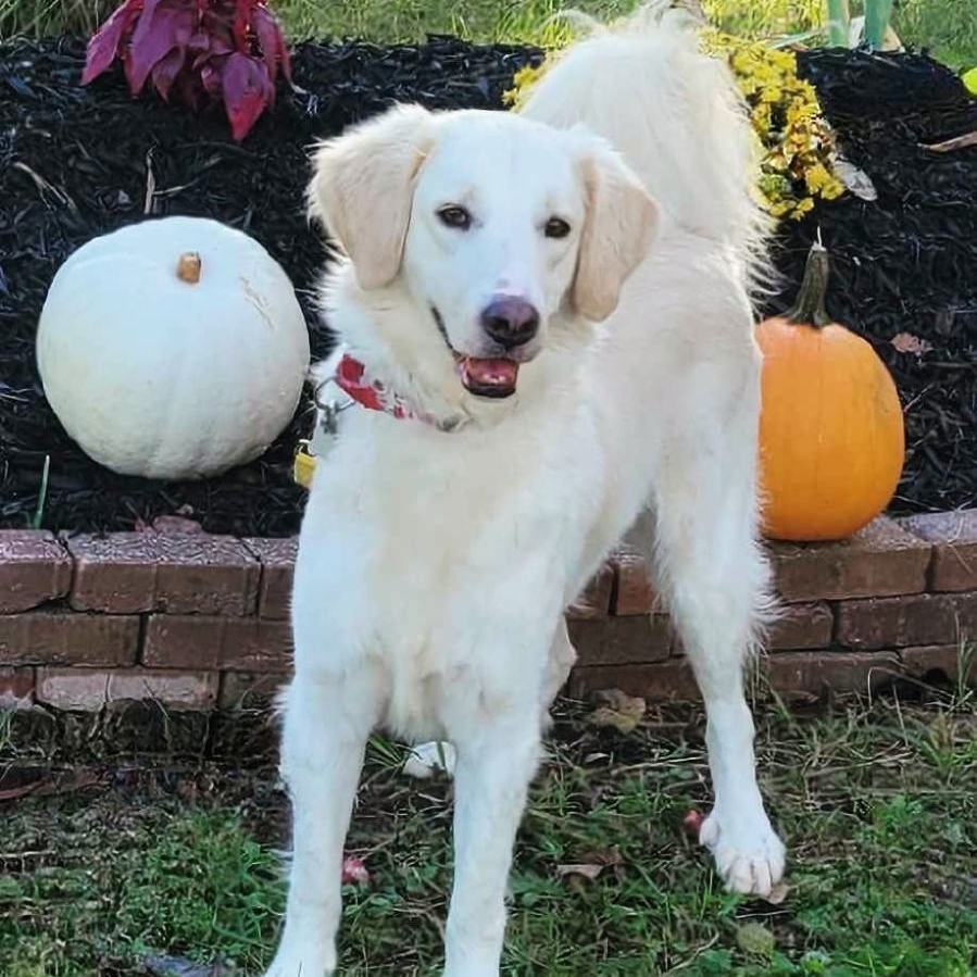 Lily, a Adoptable mixed breed in Chatsworth, ON image 6/6