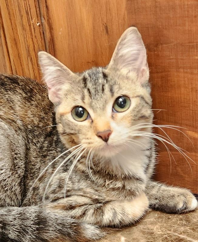 Enlarge Mavis, a ADOPTABLE Domestic Short Hair in Oklahoma City, OK image 2/4