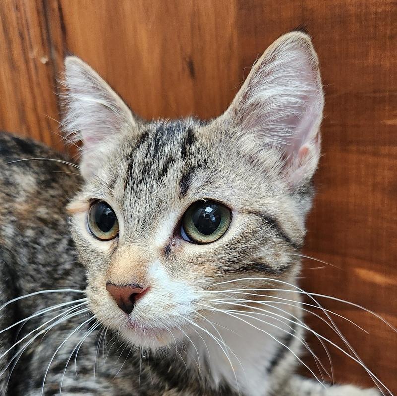 Mavis, ADOPTABLE, Young Female Domestic Short Hair.