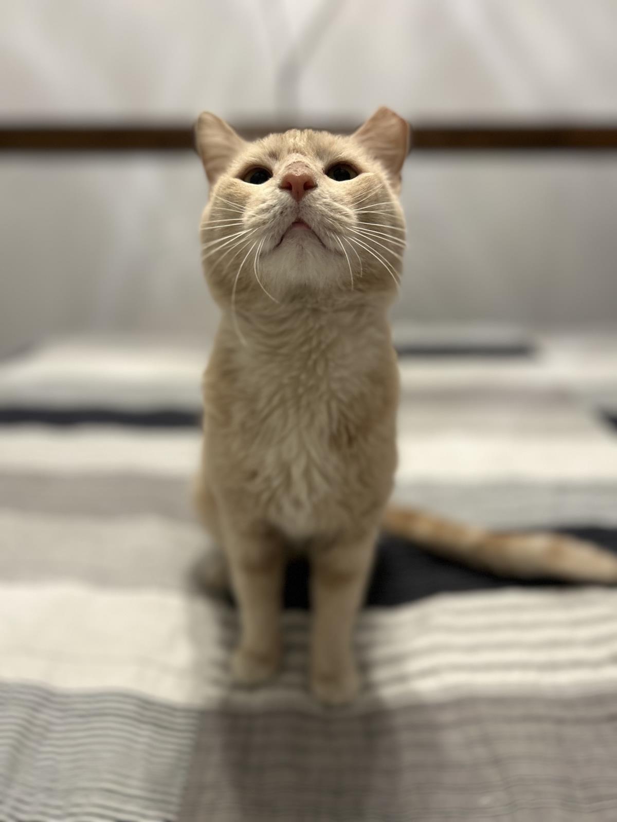 Enlarge Heathcliff Almanza, a Adoptable mixed breed in Chandler, AZ image 2/3