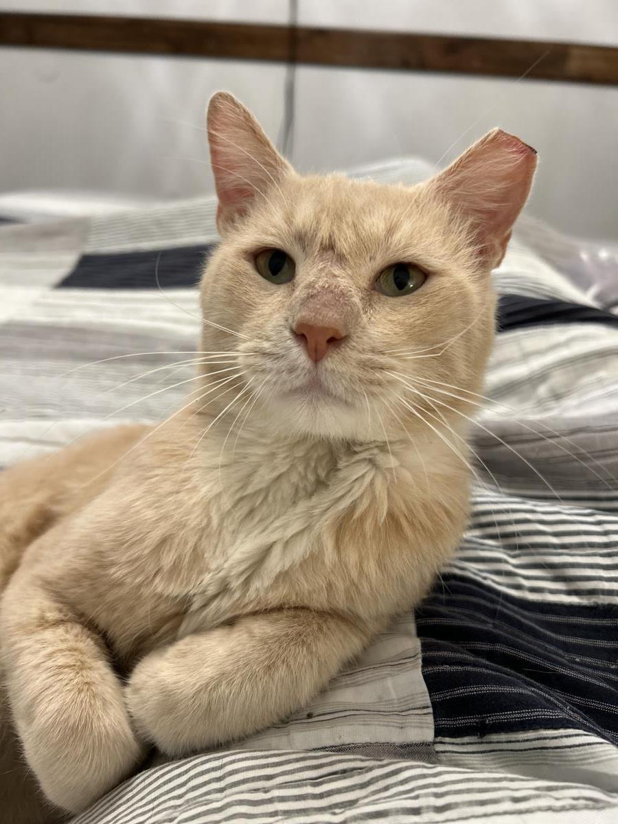 Enlarge Heathcliff Almanza, a Adoptable mixed breed in Chandler, AZ image 3/3