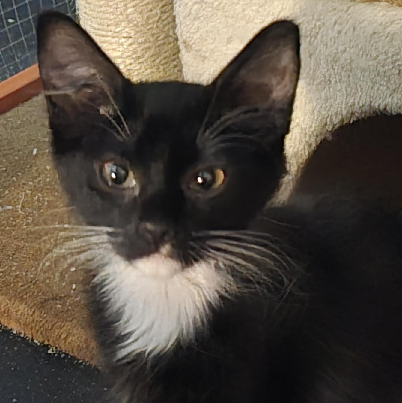 Whiskers, ADOPTABLE, Kitten Female Domestic Short Hair.