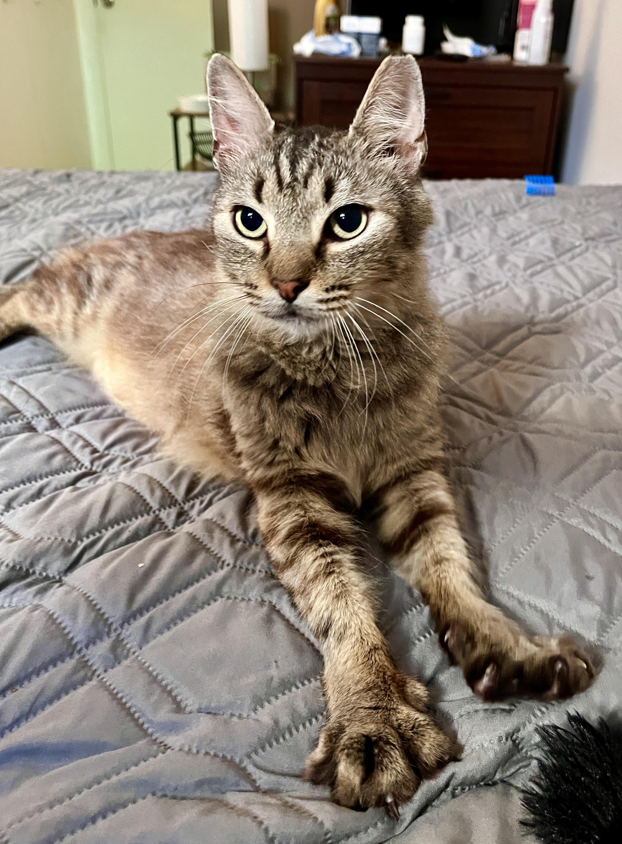 Benny — thumbnail 2