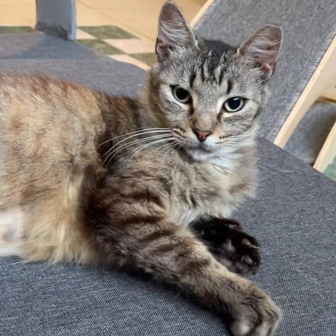 Benny — thumbnail 4