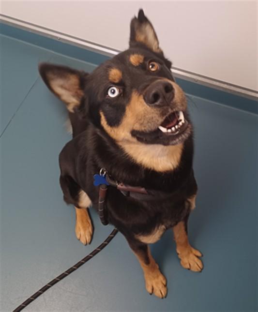 Enlarge CONEY, a Adoptable mixed breed in Loveland, CO image 1/1