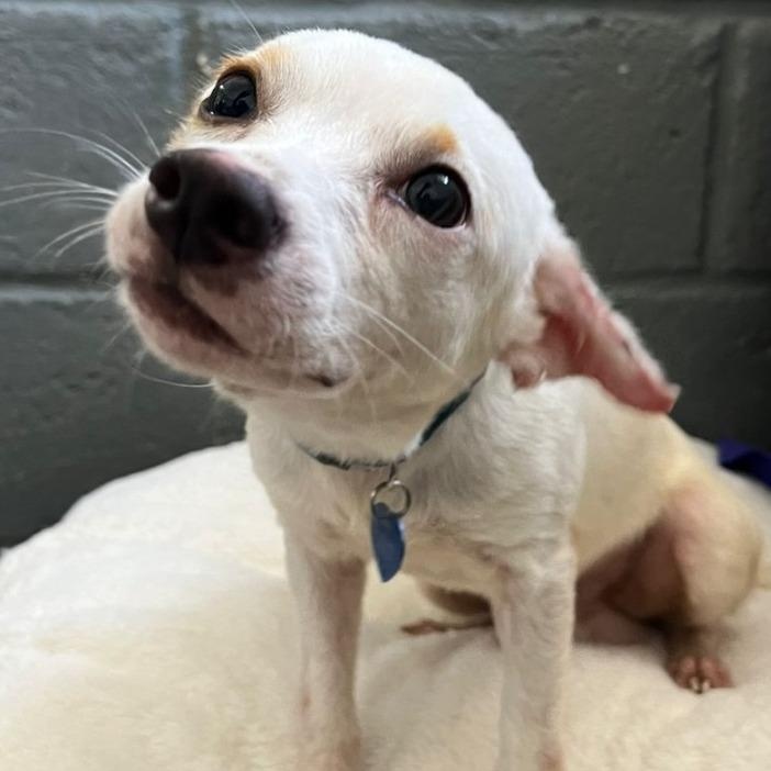 Benny — thumbnail 2