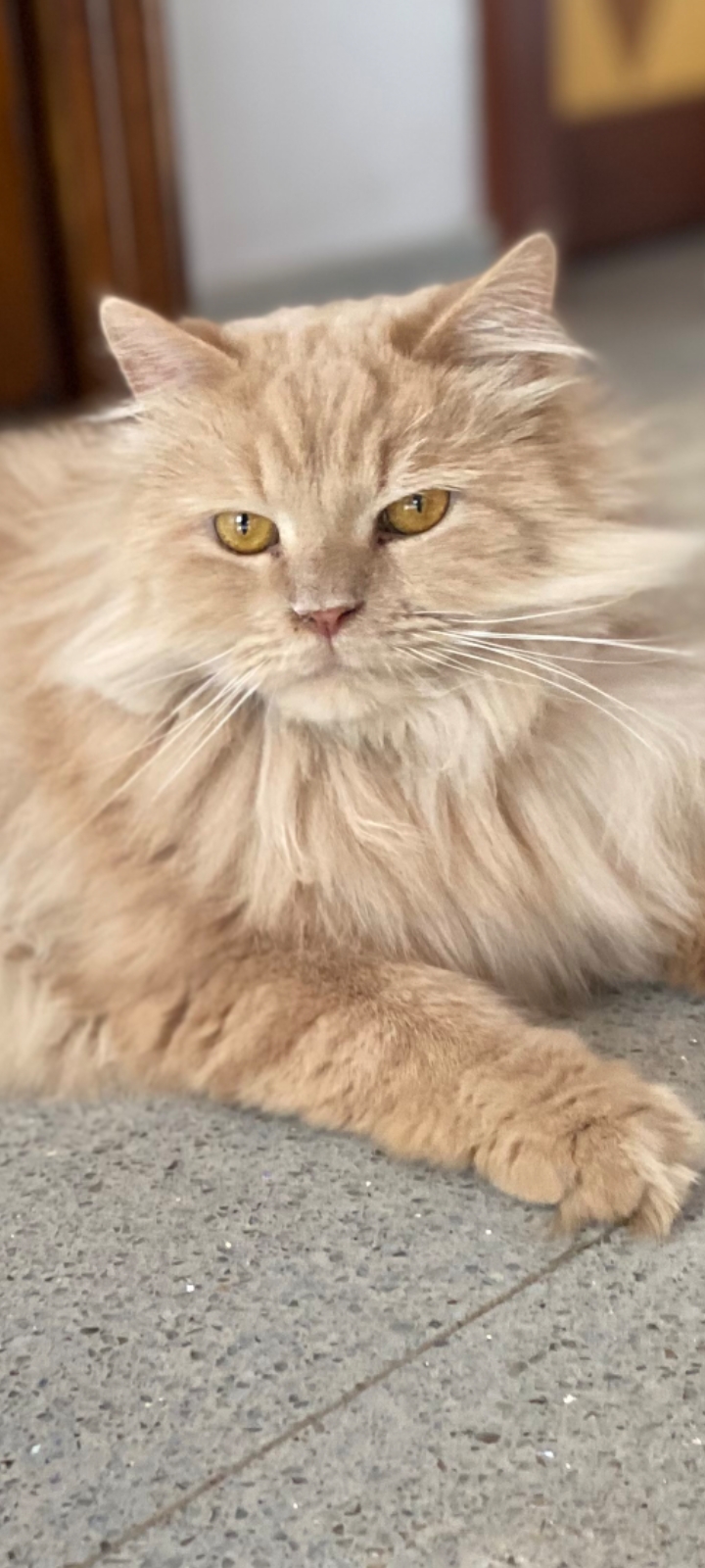 Leo Saudi Maine Coon