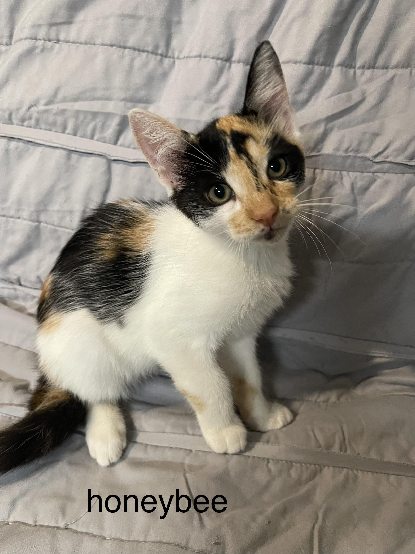 Enlarge Honeybee, a Adoptable mixed breed in Intercession city , FL image 3/3