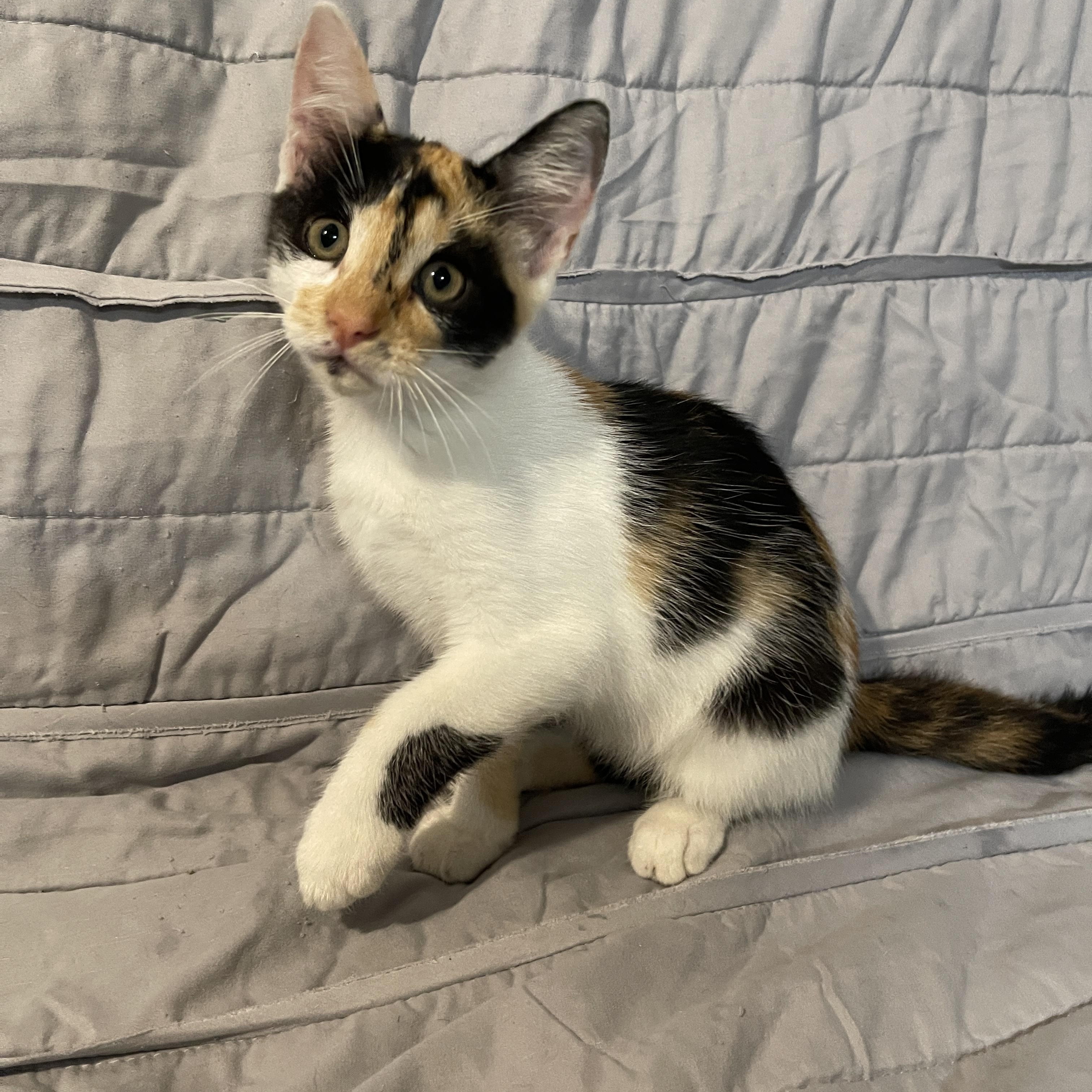 Honeybee, Adoptable, Kitten Female Domestic Short Hair & Calico.