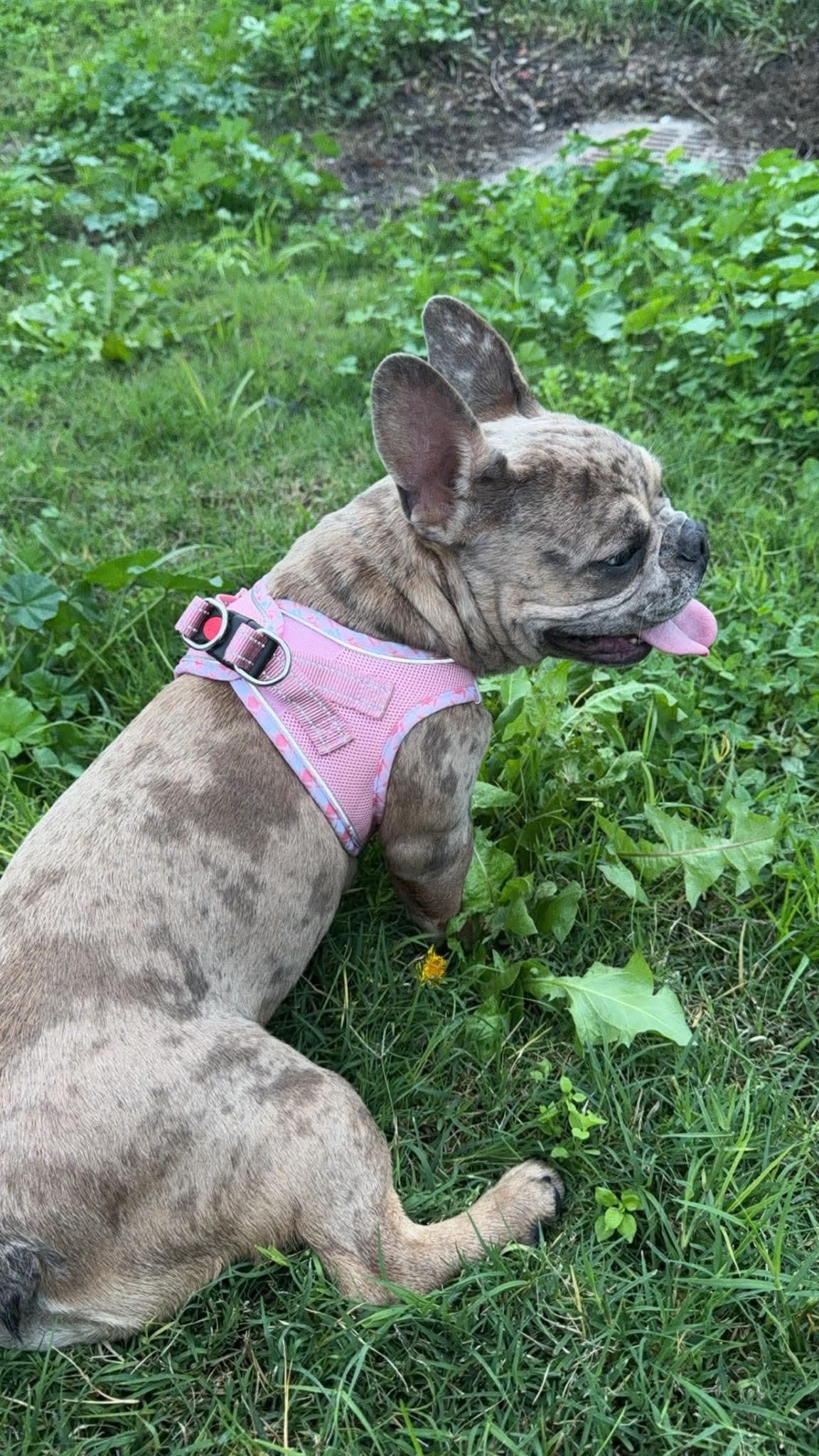 Nova, an adopted French Bulldog in modesto, CA image 2/2