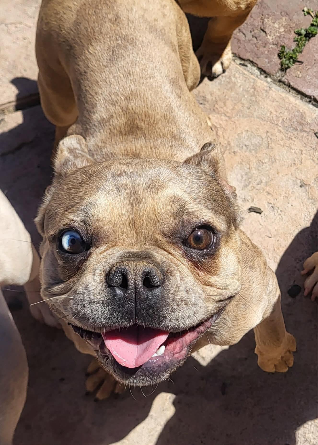 Nova, adopted, Young Female French Bulldog.