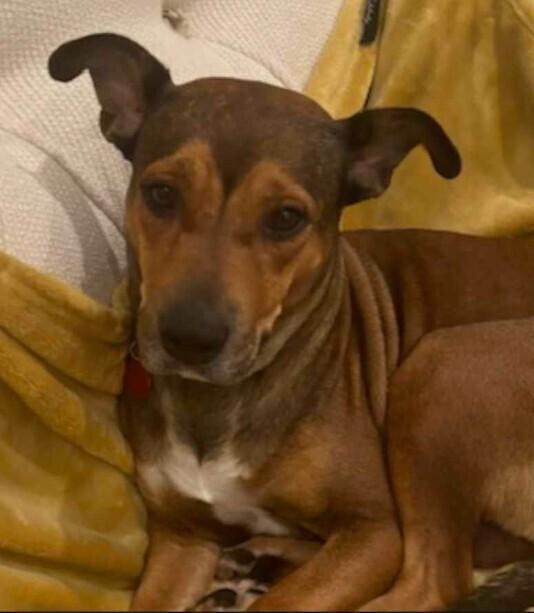 Glenda, Adoptable, Adult Female American Staffordshire Terrier.