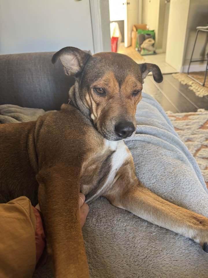 Enlarge Glenda, a Adoptable mixed breed in Parker, CO image 2/5
