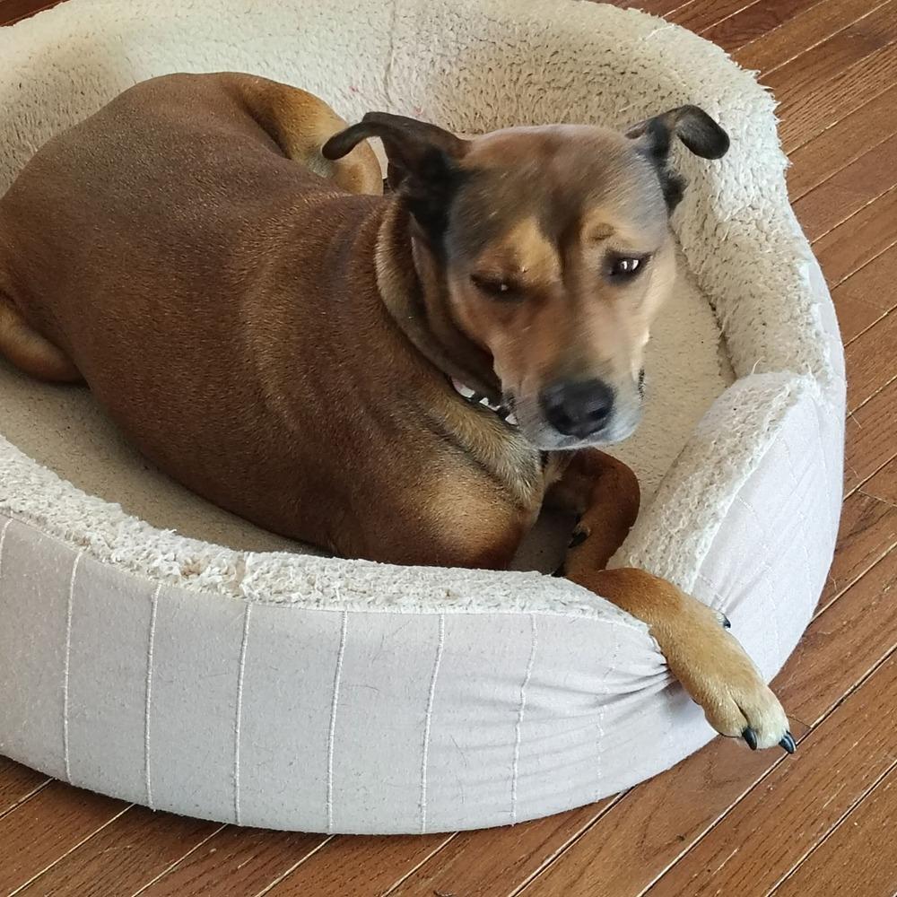 Enlarge Glenda, a Adoptable mixed breed in Parker, CO image 3/5