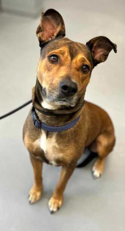 Enlarge Glenda, a Adoptable mixed breed in Parker, CO image 5/5