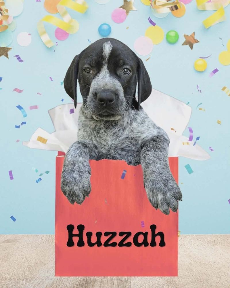 Huzzah, Adoptable, Puppy Male German Shorthaired Pointer & Labrador Retriever.