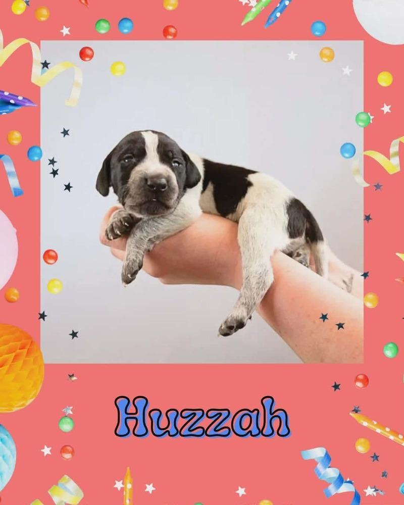 Huzzah, Adoptable, Puppy Male English Pointer & Pit Bull Terrier.