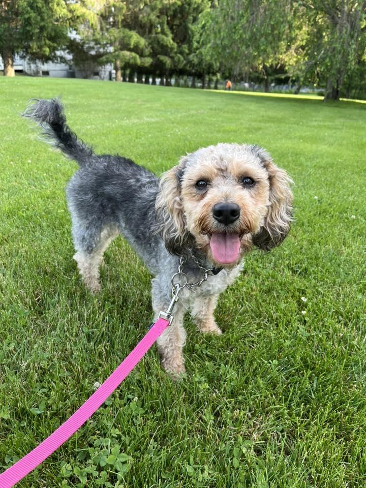 Cheena, an adopted mixed breed in New Hampton, NY image 2/2