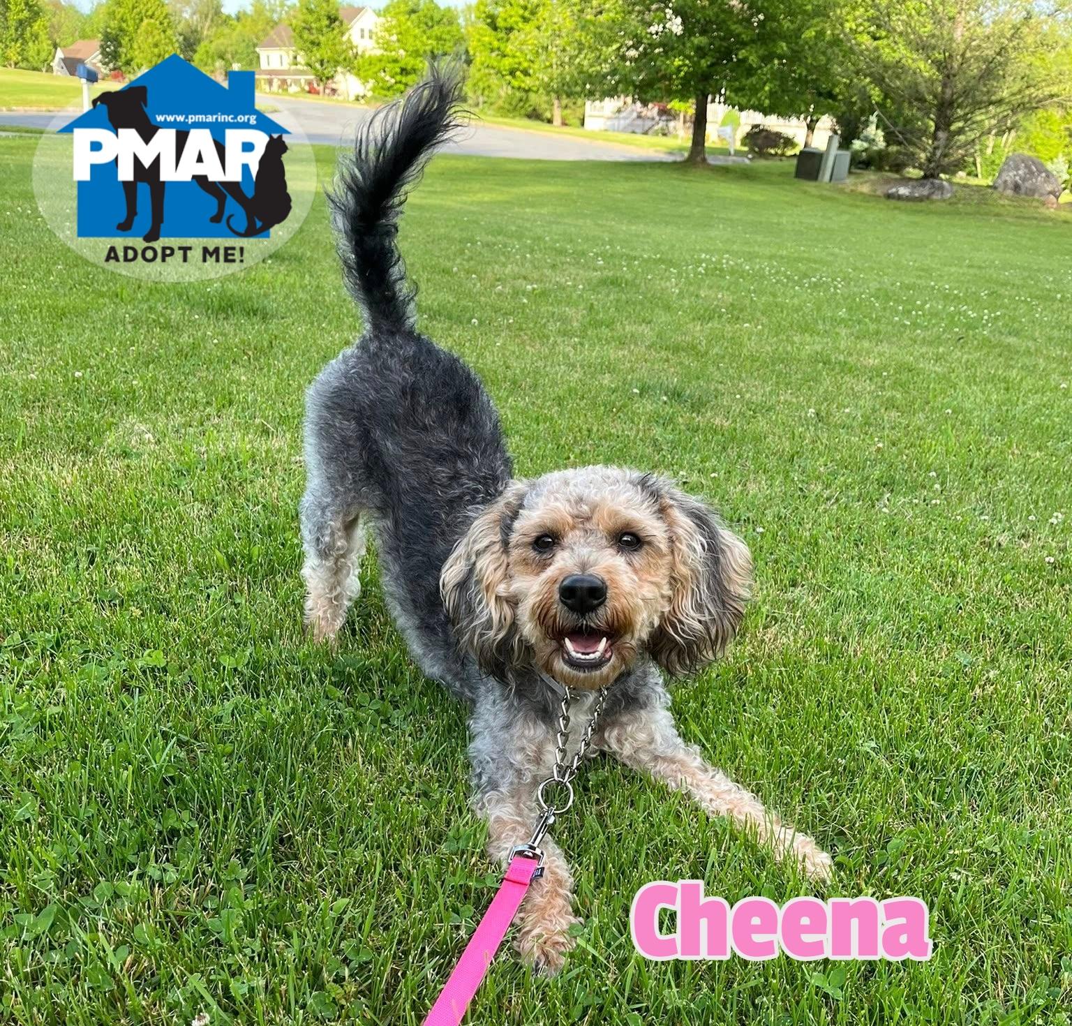 Cheena, adopted, Young Female Poodle.