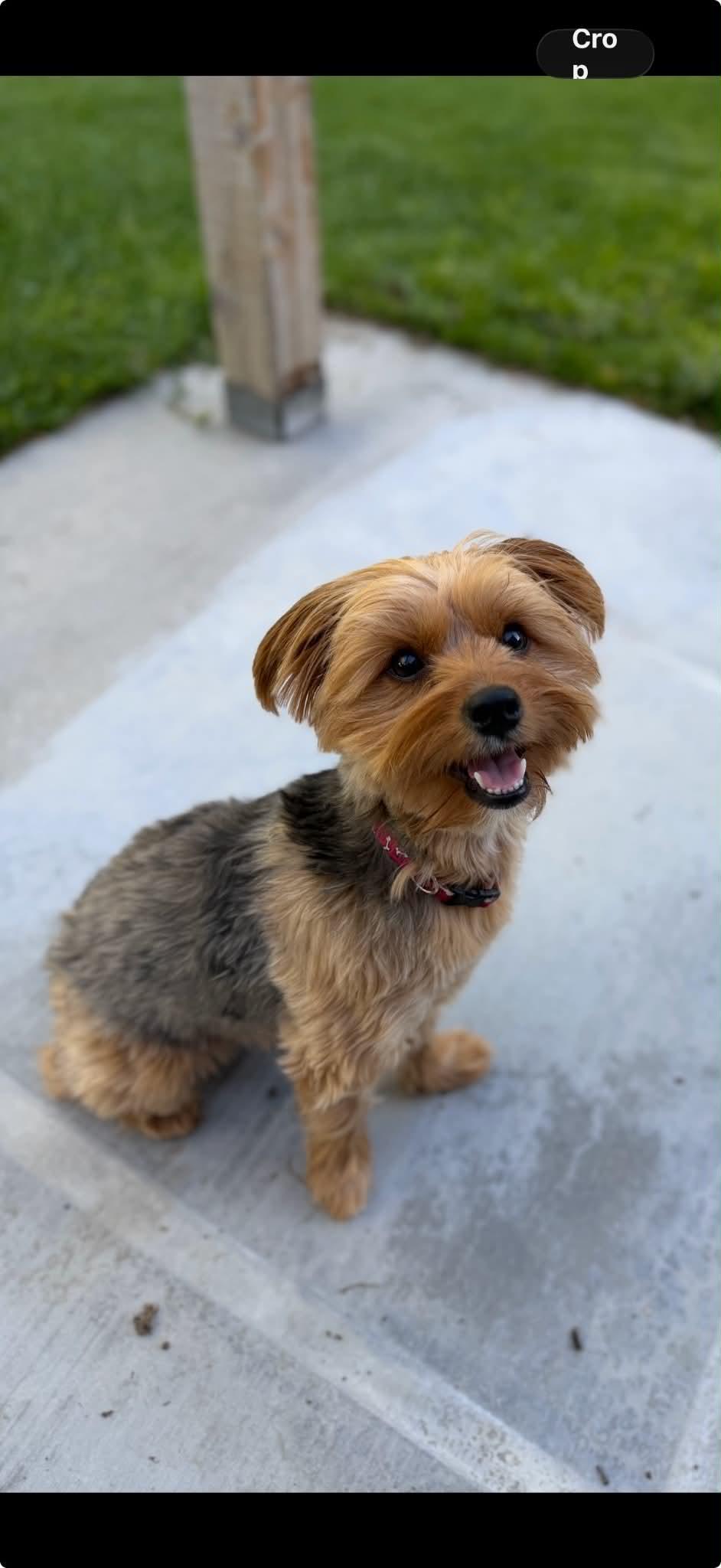 Enlarge Pixie, an adopted Yorkshire Terrier in Boise, ID image 2/2