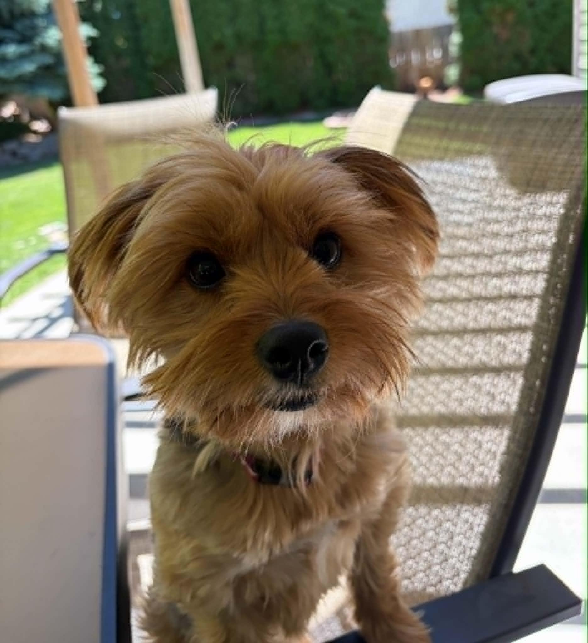 Pixie, adopted, Young Female Yorkshire Terrier.