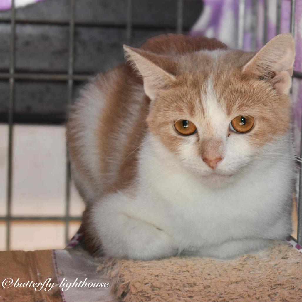 Esther, Adoptable, Young Female Domestic Short Hair.
